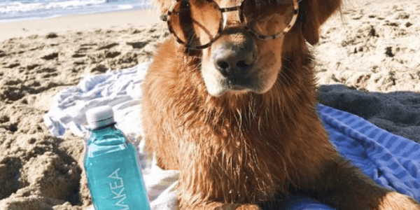 My dog enjoying the beach!